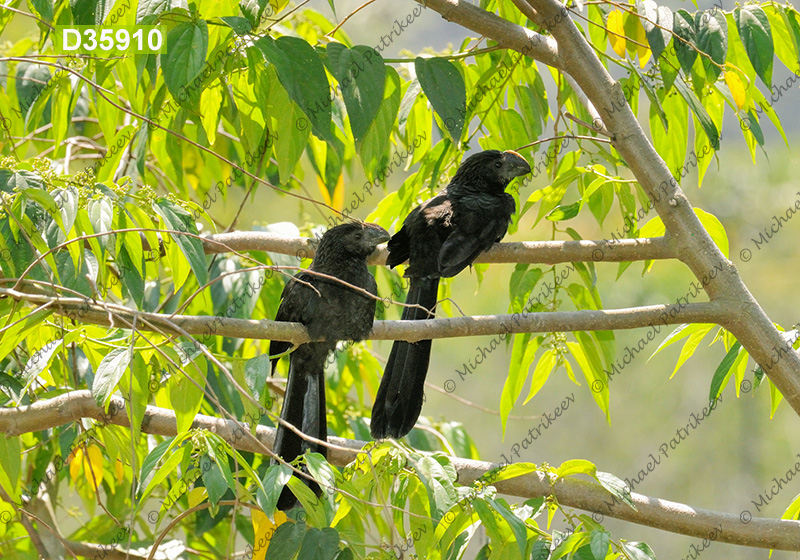 Smooth-billed Ani (Crotophaga ani)